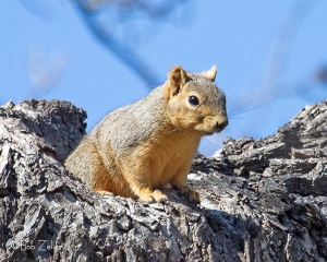 Squirrel emerging from tree nest.