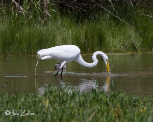 Great Egret doing a bit of feeding.