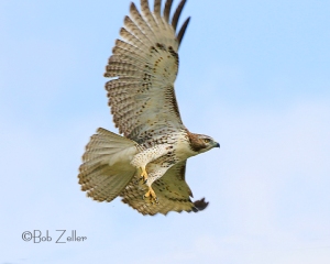 Red-tailed Hawk in flight