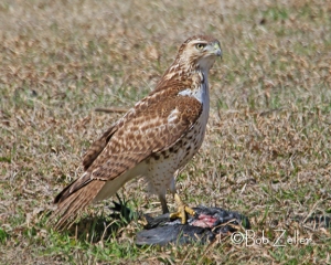 Red-tailed Hawk with deceased prey.