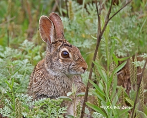 Cotton-tailed Rabbit